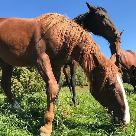公寓 Oleandra With Garden&swimming Pool